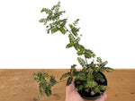 Phyllanthus Urinaria Pink Variegated (Exact Plant #43B)