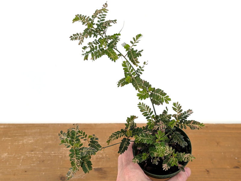 Phyllanthus Urinaria Pink Variegated (Exact Plant #43B)