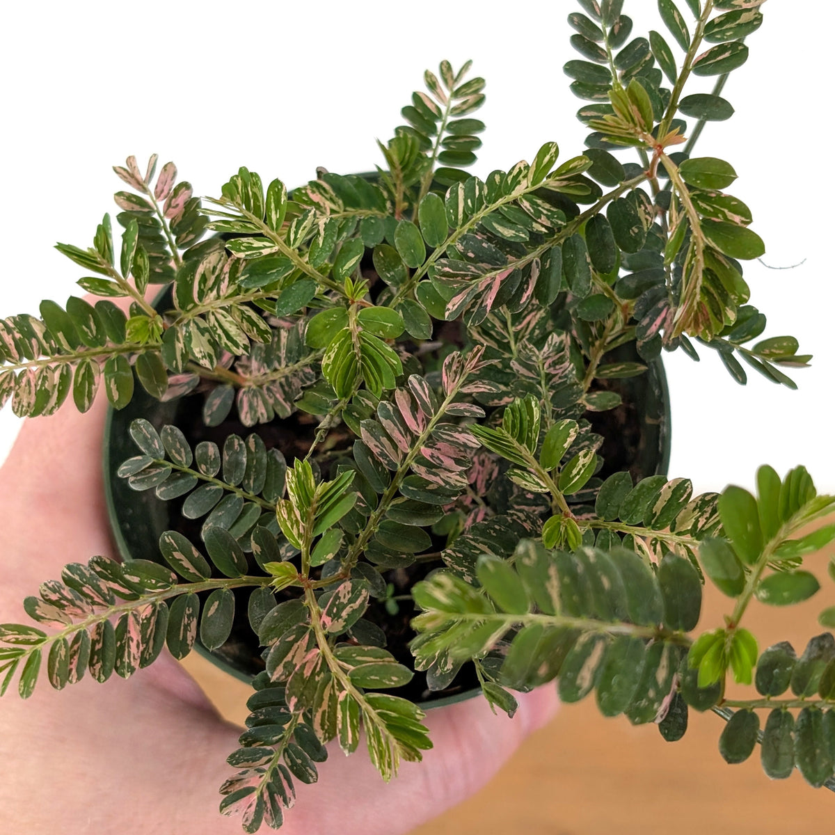 Phyllanthus Urinaria Pink Variegated (Exact Plant #43B)
