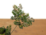 Phyllanthus Urinaria Pink Variegated (Exact Plant #43B)