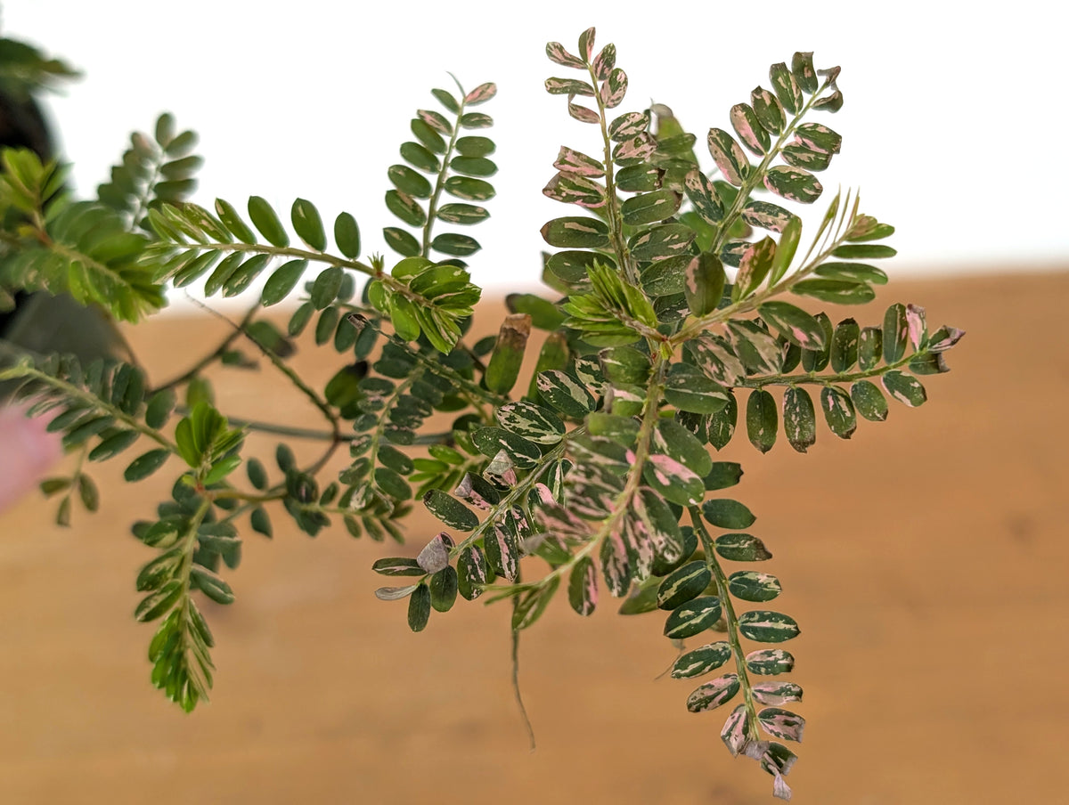 Phyllanthus Urinaria Pink Variegated (Exact Plant #43B)