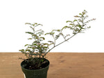Phyllanthus Urinaria Pink Variegated (Exact Plant #43B)