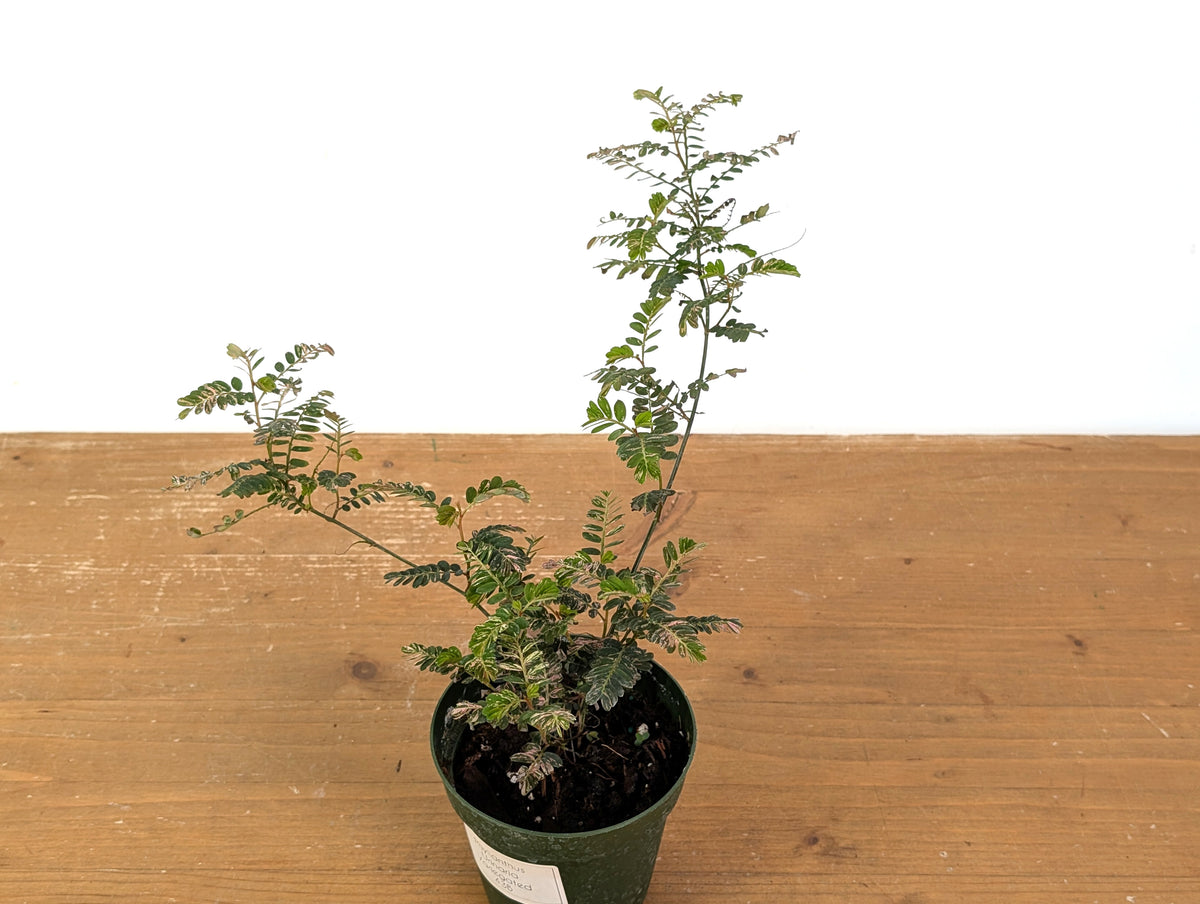 Phyllanthus Urinaria Pink Variegated (Exact Plant #43B)