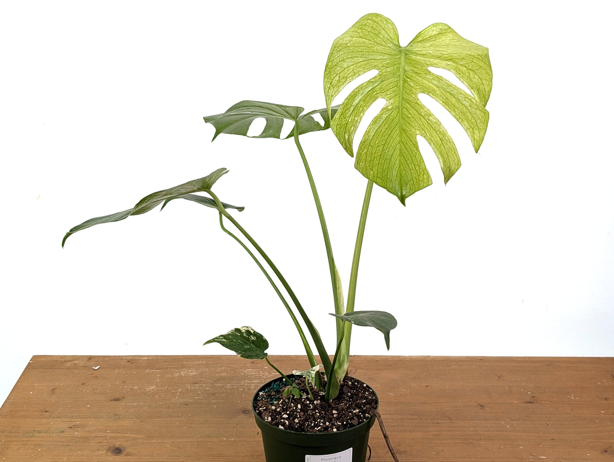 by garmi monstera deliciosa Monstera Deliciosa Mint Variegated – Plantamani Plants