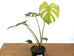 Monstera Mint Variegated