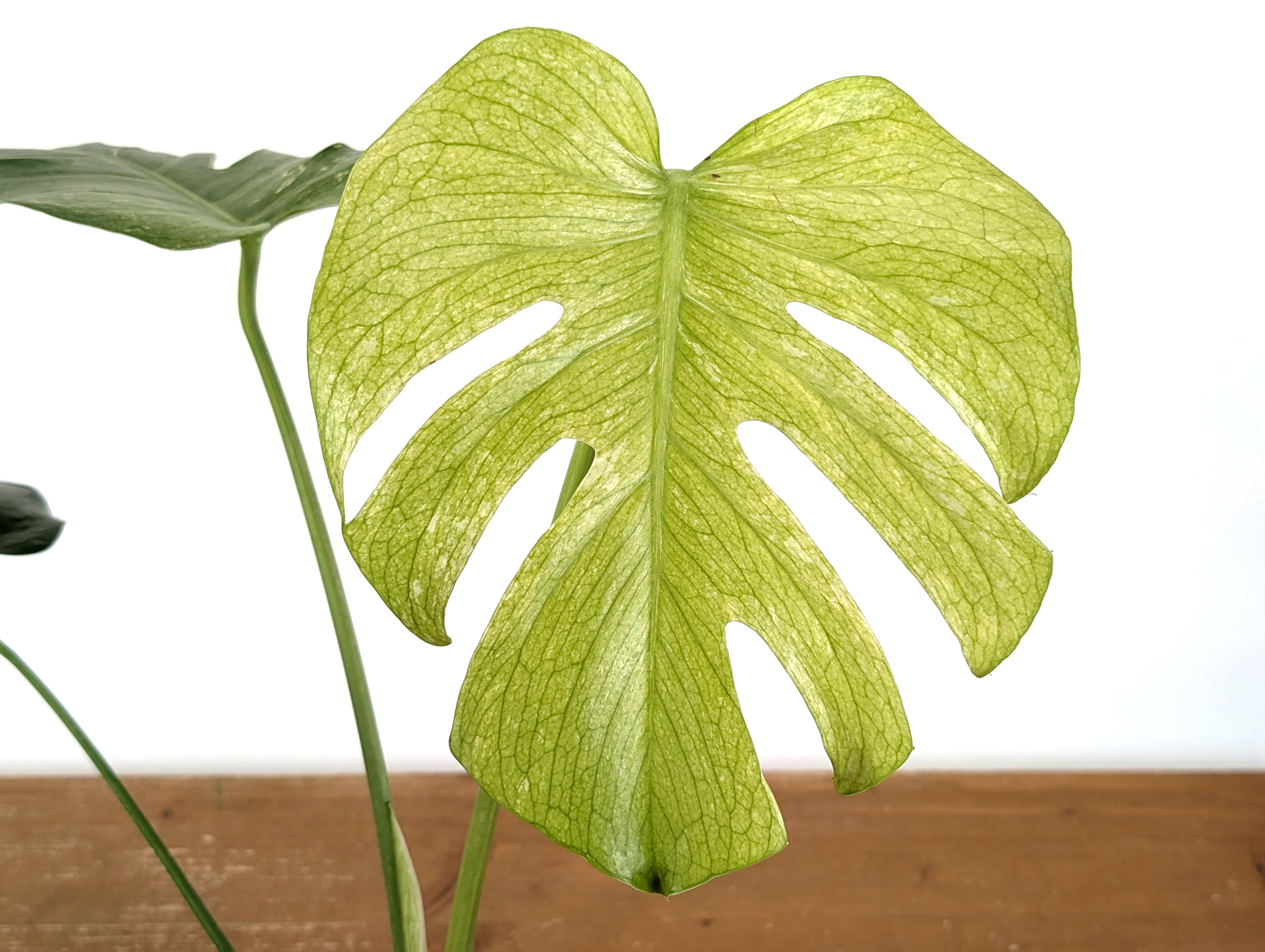 Monstera Mint Variegated – Plantamani Plants