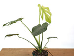 Monstera Mint Variegated