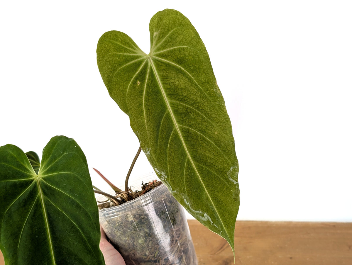 Anthurium metallicum