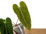 Anthurium metallicum