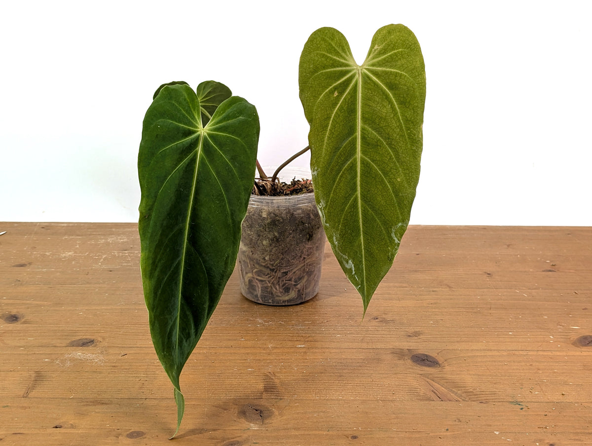 Anthurium metallicum