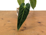 Anthurium metallicum