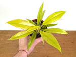 Philodendron Golden Crocodile