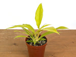 Philodendron Golden Crocodile