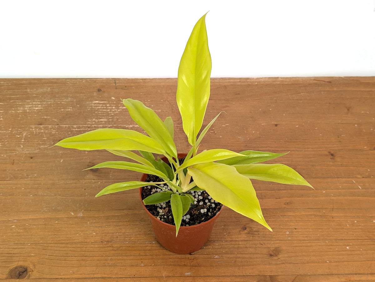 Philodendron Golden Crocodile