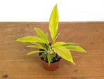 Philodendron Golden Crocodile