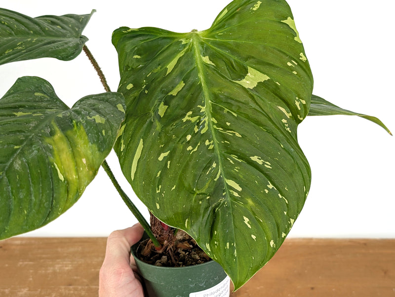 Philodendron Fuzzy Petiole Variegated Exact Plant #02A