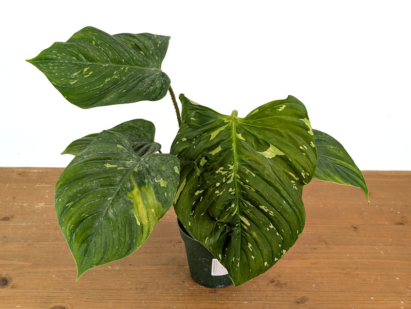 Philodendron Fuzzy Petiole Variegated Exact Plant #02A