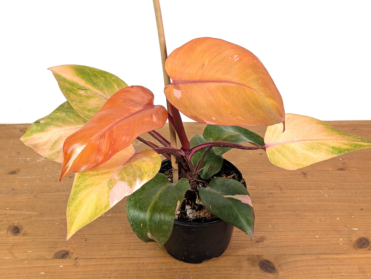 Philodendron Persimmon Princess