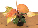 Philodendron Persimmon Princess