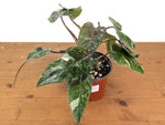 Philodendron Scarlet Princess - Exact Plants