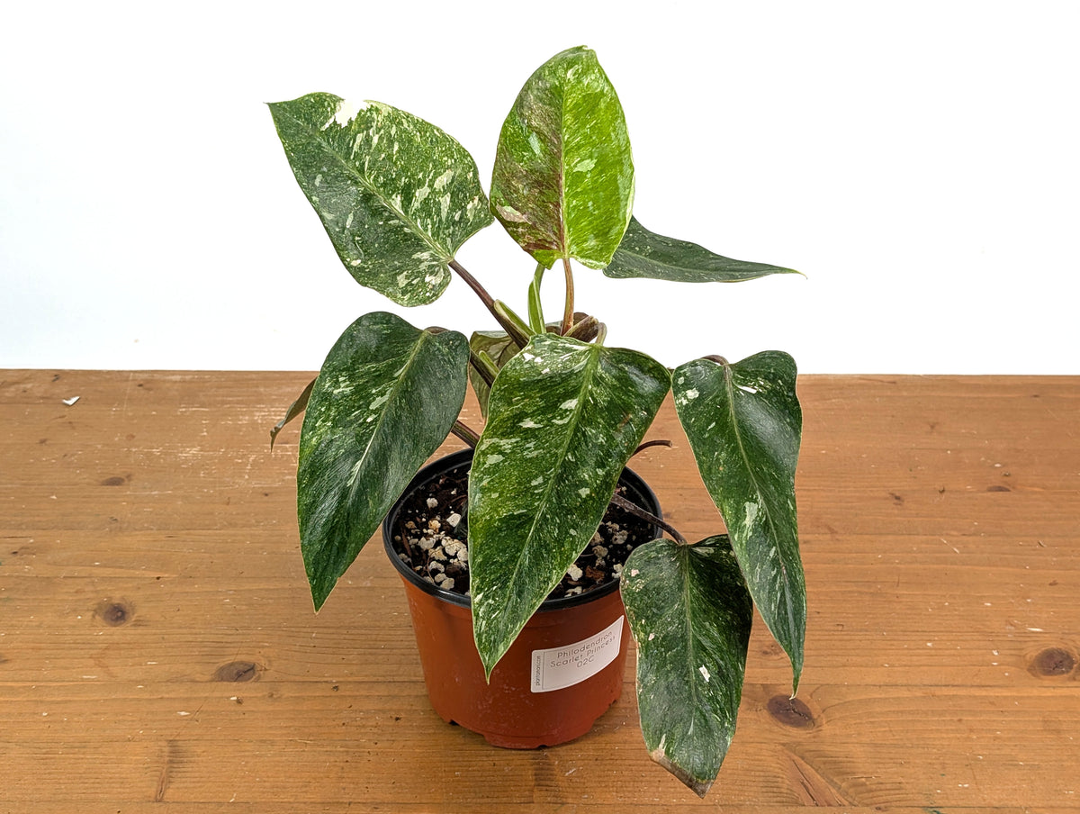 Philodendron Scarlet Princess - Exact Plants