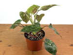 Philodendron Scarlet Princess - Exact Plants