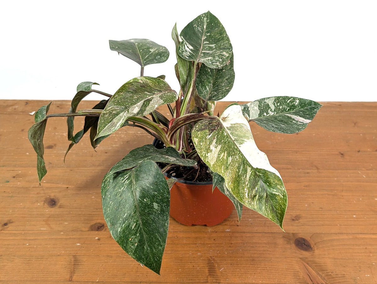 Philodendron Scarlet Princess - Exact Plants