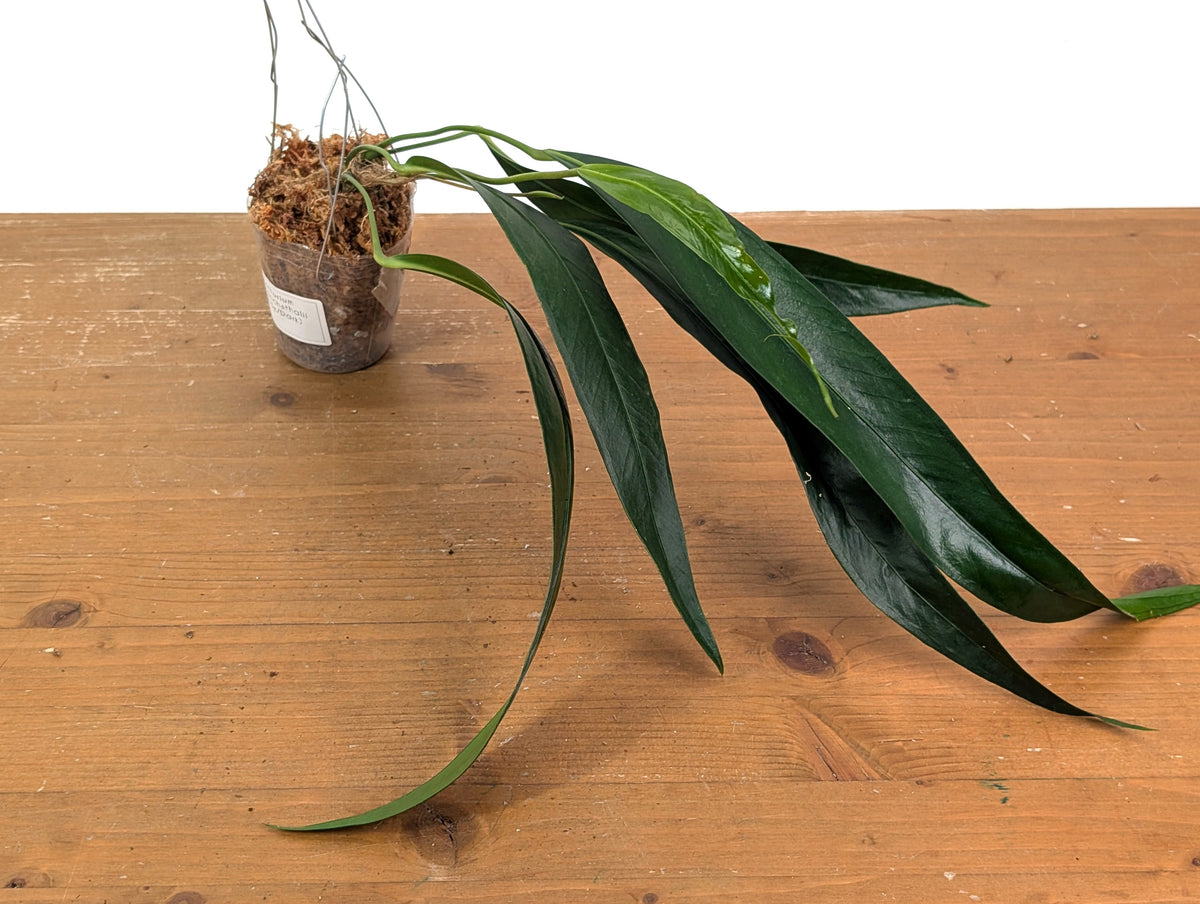 Anthurium Friedrichsthalii - Wide Dark Form