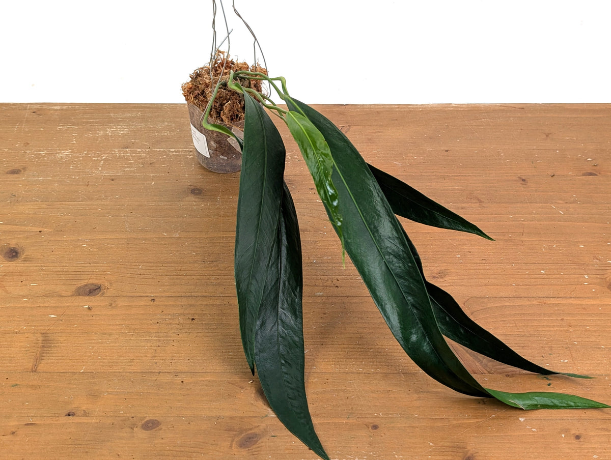 Anthurium Friedrichsthalii - Wide Dark Form