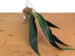 Anthurium Friedrichsthalii - Wide Dark Form