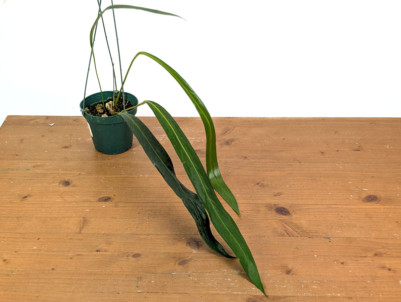 Anthurium Friedrichsthalii