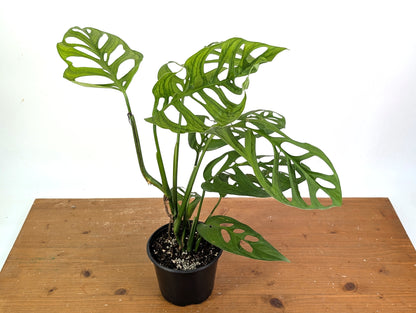 Monstera Esqueleto