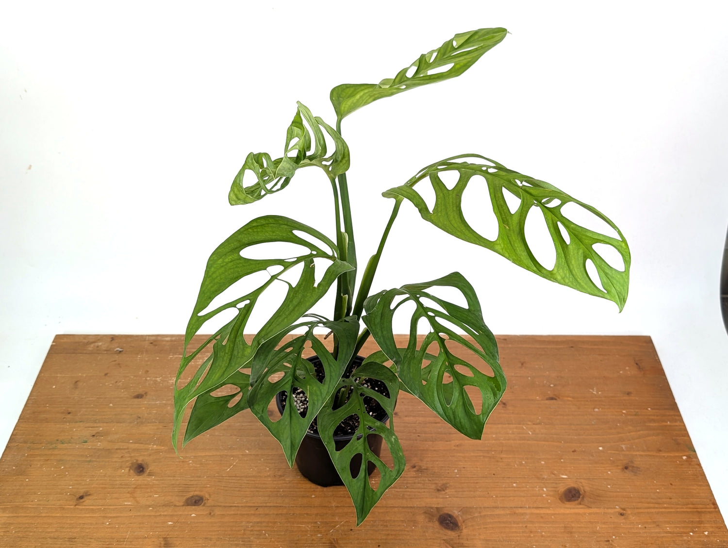 Monstera Esqueleto