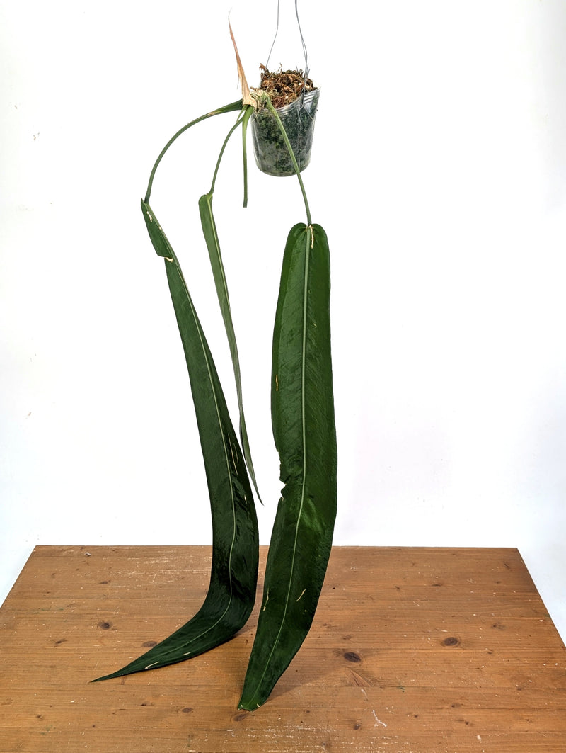 Anthurium Pallidiflorum - XXL Exact Plant #13A