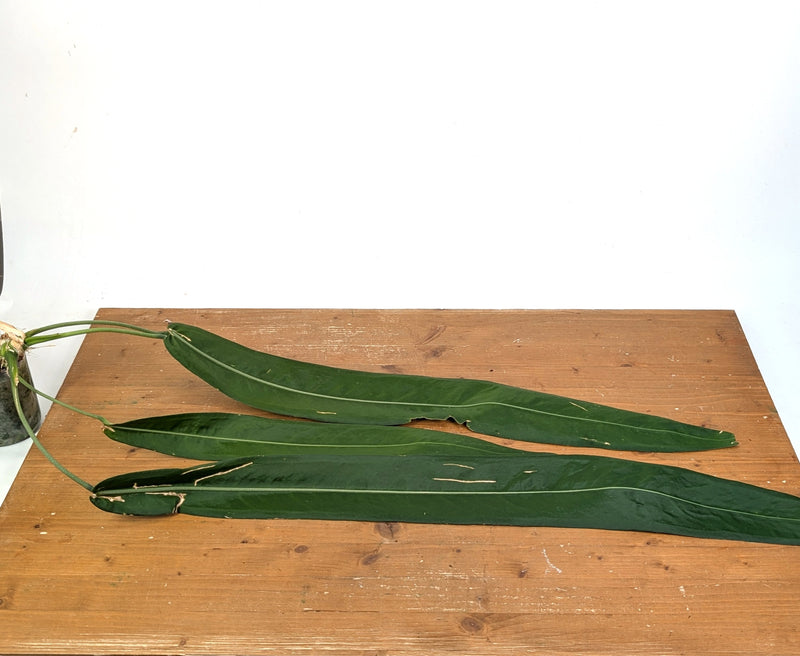 Anthurium Pallidiflorum - XXL Exact Plant #13A