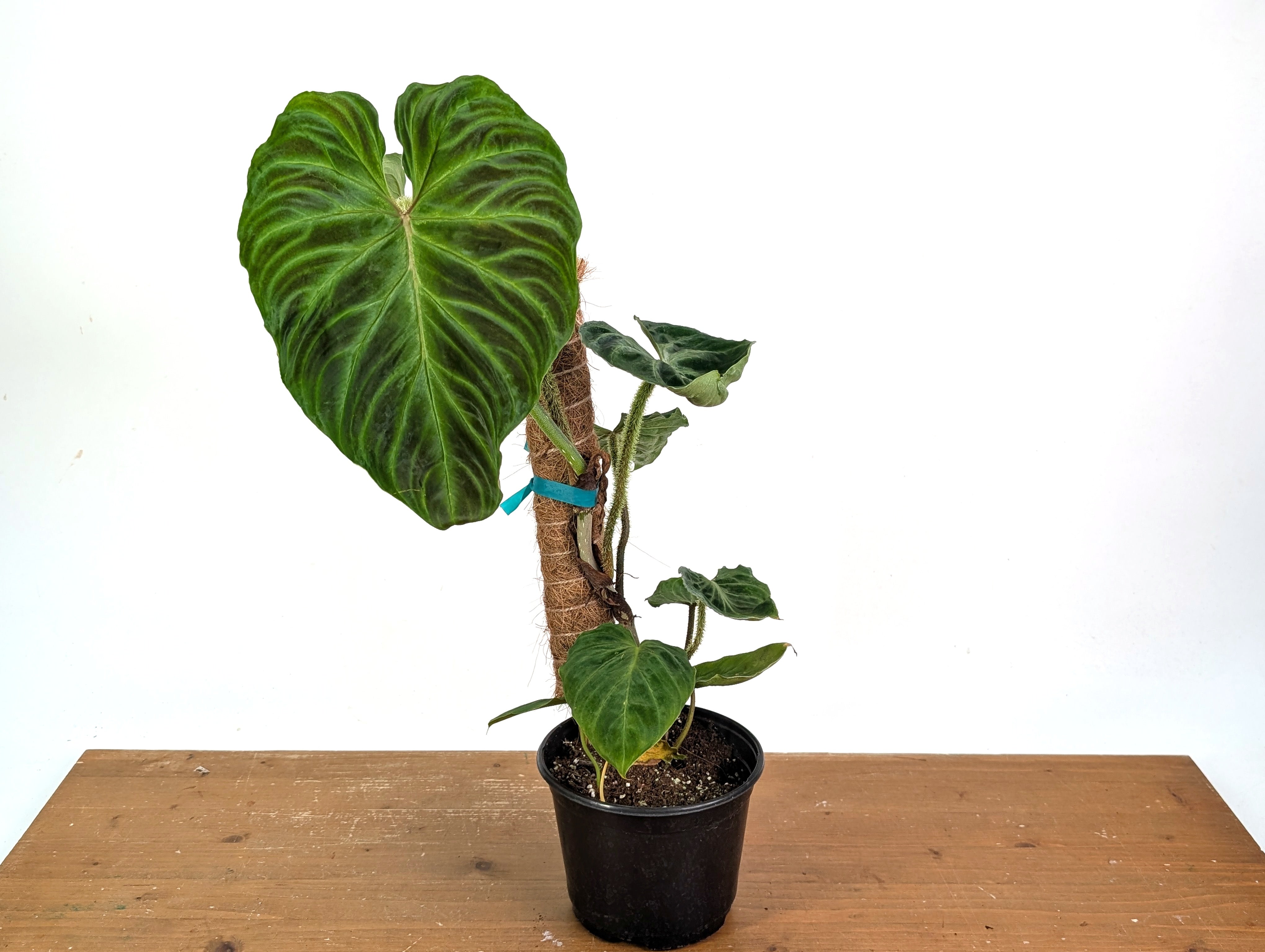 philodendron ecuador Philodendron Verrucosum 'Ecuador' 4 inch pots – Plantamani Plants