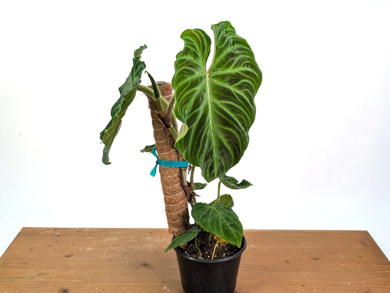 Philodendron Verrucosum 'Esmeralda'