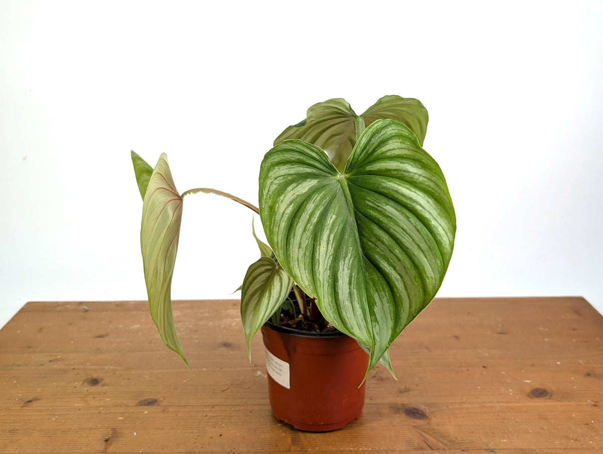 Philodendron Pastazanum x Plowmanii
