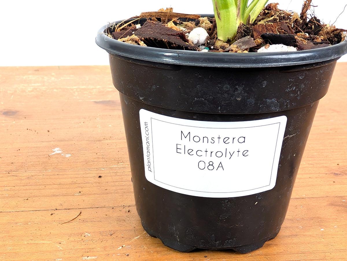 Monstera Electrolyte - Exact Plant #08A