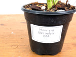Monstera Electrolyte - Exact Plant #08A