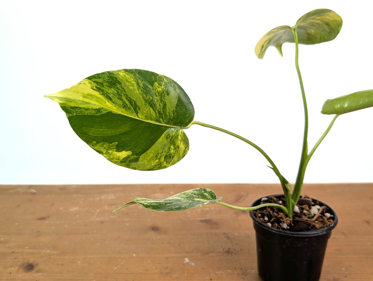 Monstera Electrolyte - Exact Plant #08A