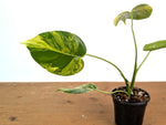 Monstera Electrolyte - Exact Plant #08A