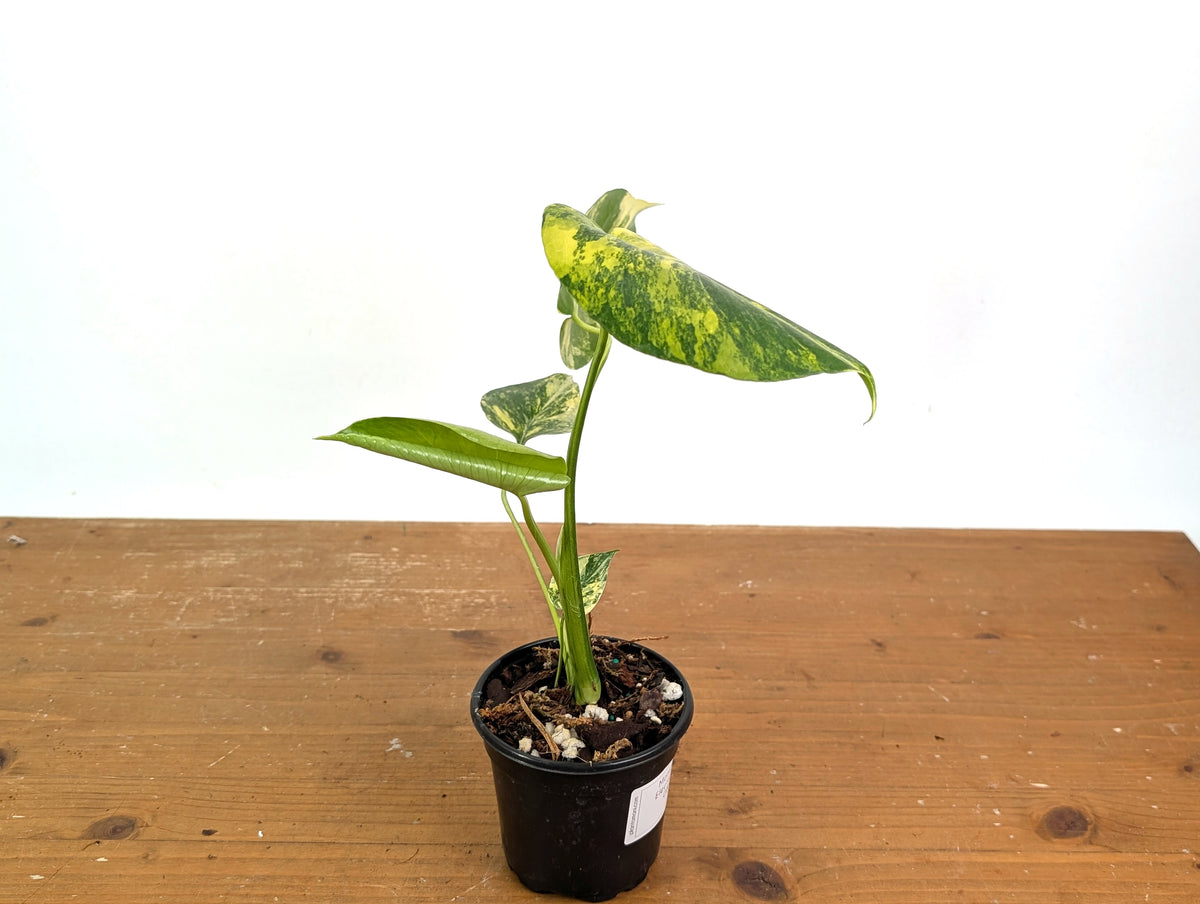 Monstera Electrolyte - Exact Plant #08A