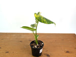 Monstera Electrolyte - Exact Plant #08A