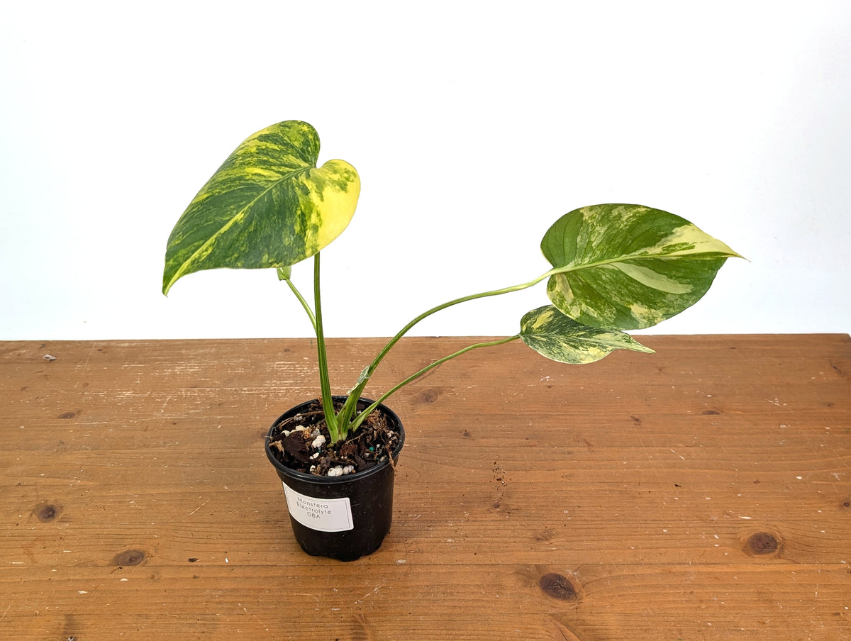 Monstera Electrolyte - Exact Plant #08A
