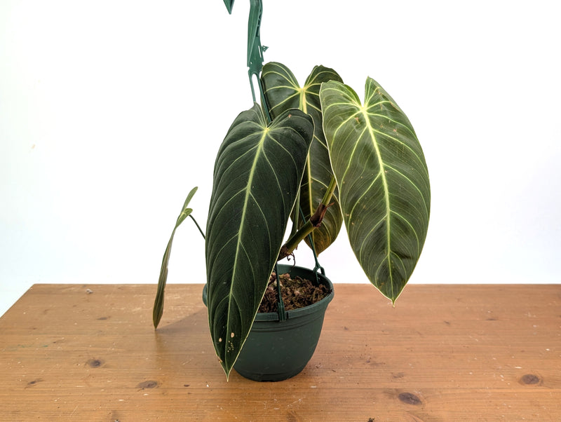 Philodendron Melanochrysum