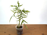 Philodendron Polypoidioides