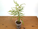 Philodendron Polypoidioides