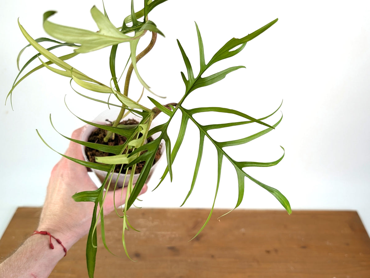 Philodendron Polypoidioides