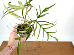 Philodendron Polypoidioides